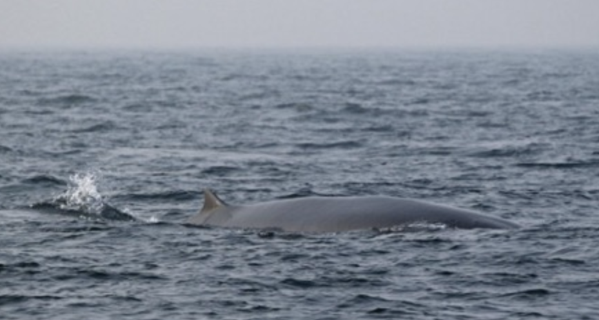 Bryde's Whale photographed in the new St. Martin's Island MPA.